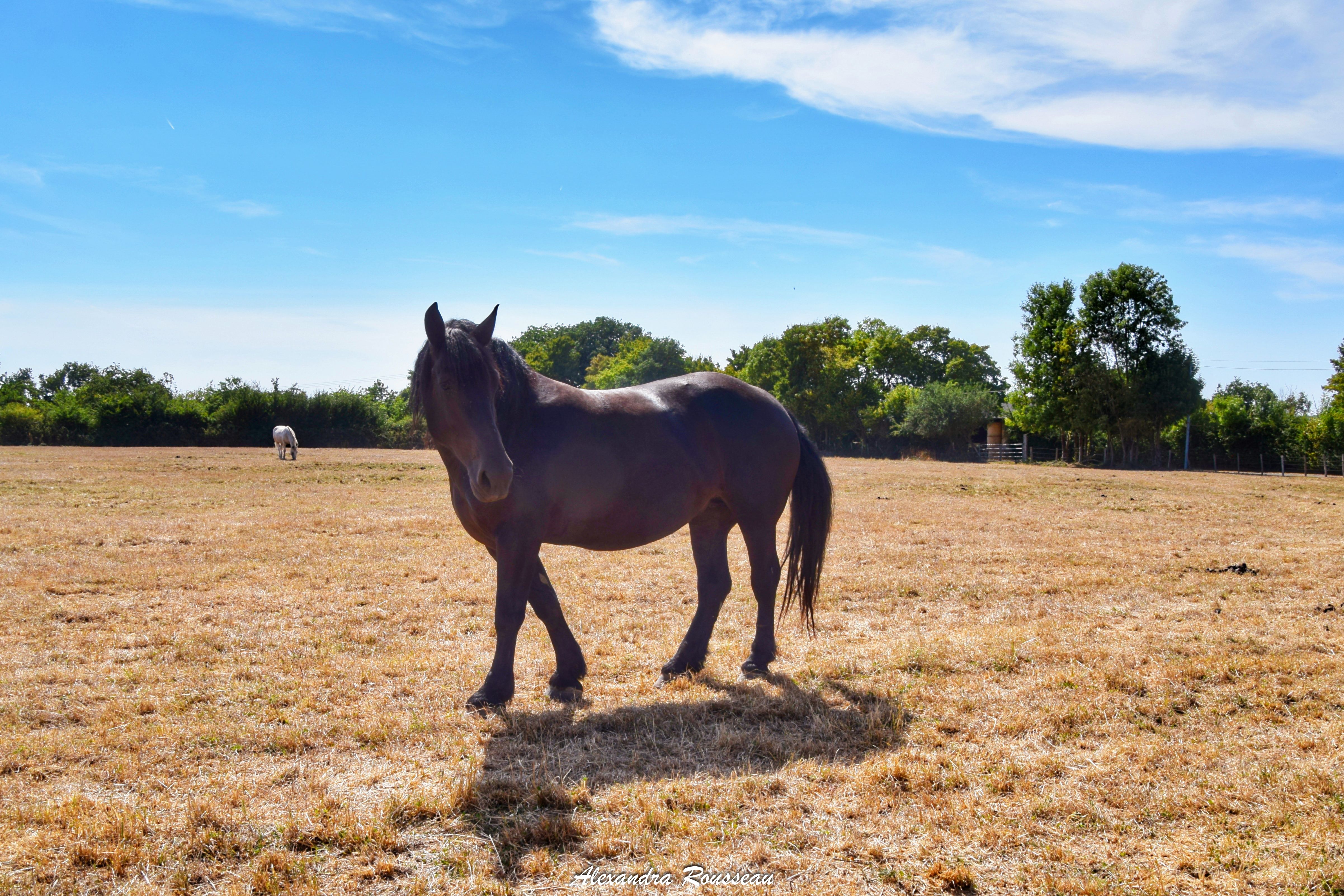 Manoir du Bois Joly - Roulotte Art Déco, Arcisses - photo 13
