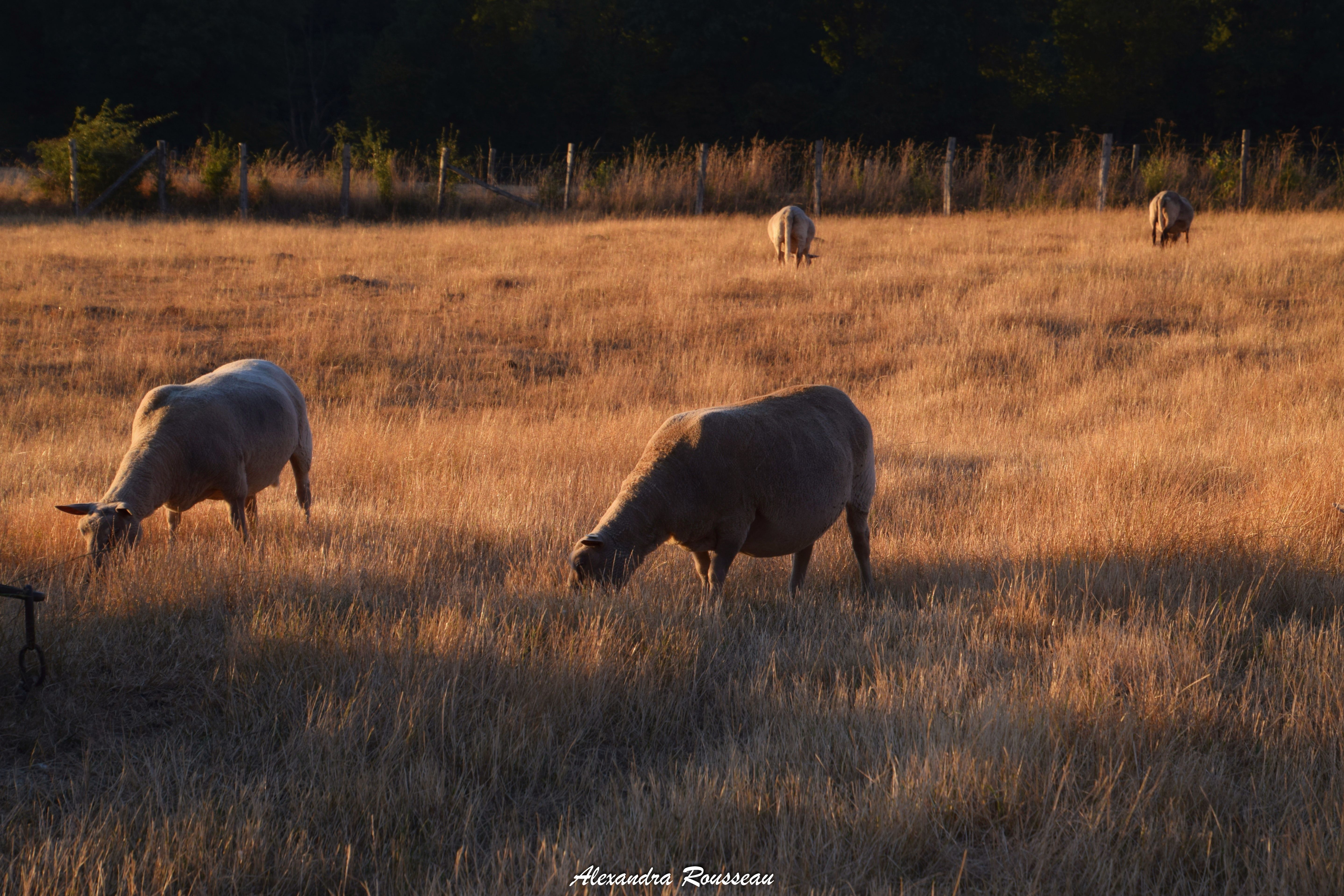 Manoir du Bois Joly - Cabanes de berger, Arcisses - photo 23