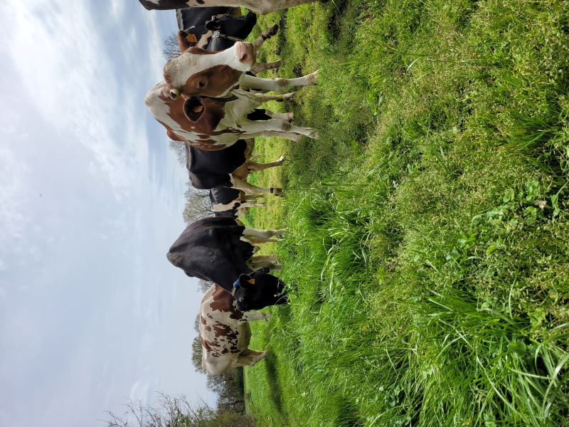 Ferme du Maupas La Vache Brennouse