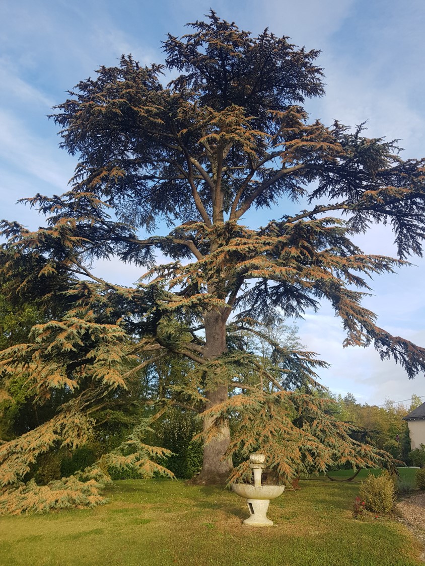 Villa l'arbre bleu, Cour-Cheverny - photo 3