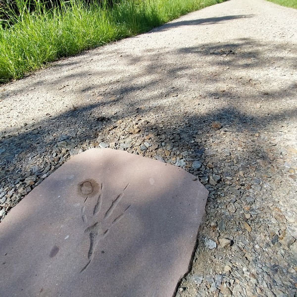 Sur les traces de la Brenne (Réserve Naturelle Régionale Massé-Foucault), Rosnay