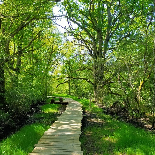 Sur les traces de la Brenne (Réserve Naturelle Régionale Massé-Foucault)