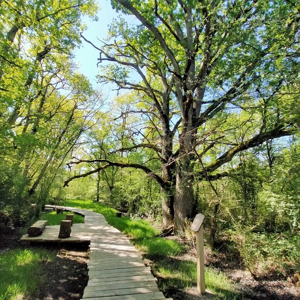 Sur les traces de la Brenne (Réserve Naturelle Régionale Massé-Foucault), Rosnay - photo 4