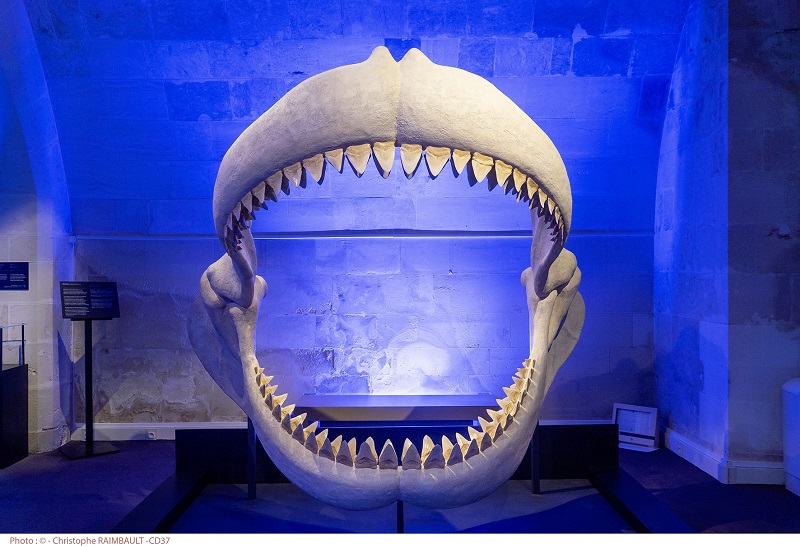 Visite guidée de l'exposition La Touraine Tropicale