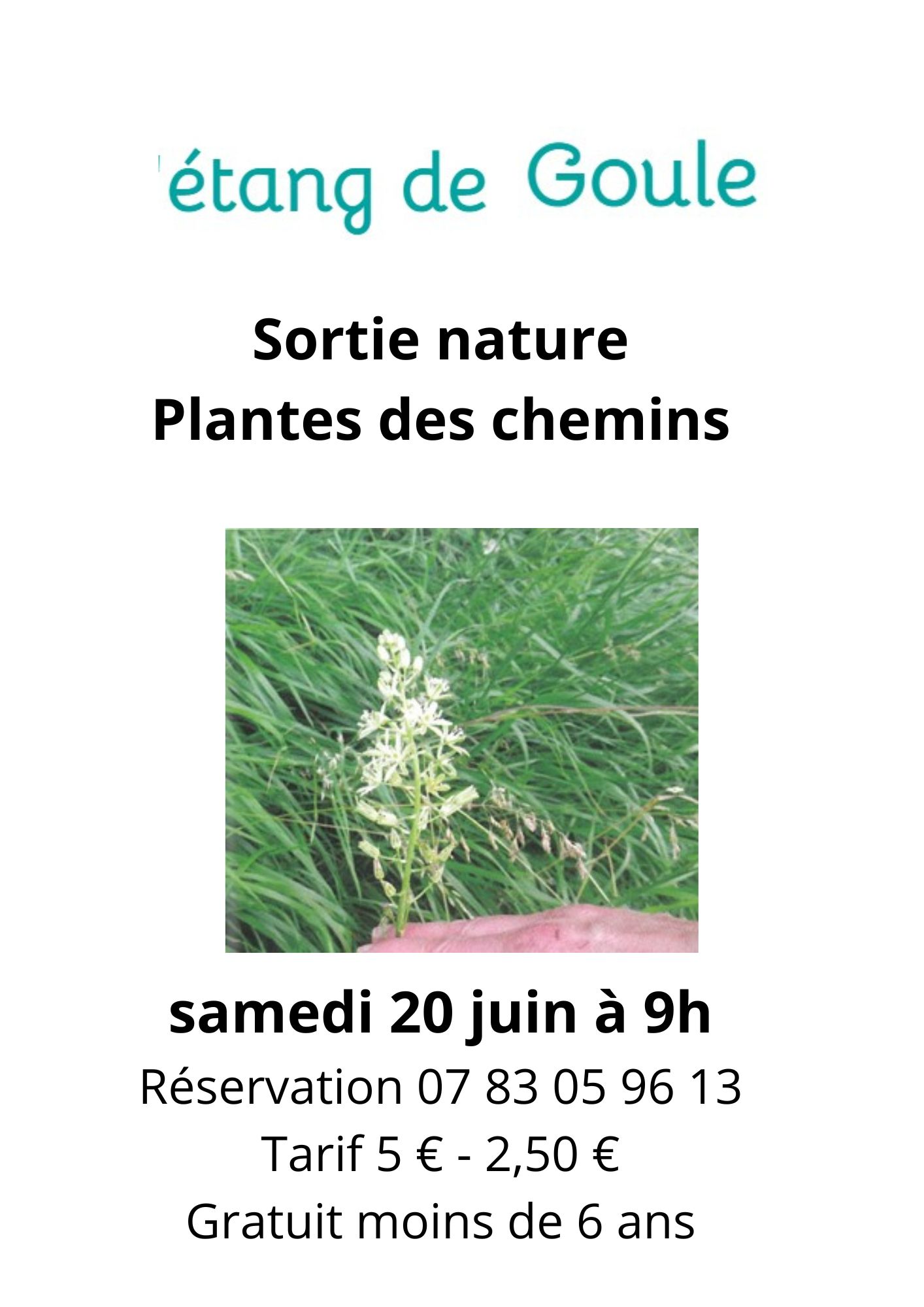Sortie nature : Plantes des chemins