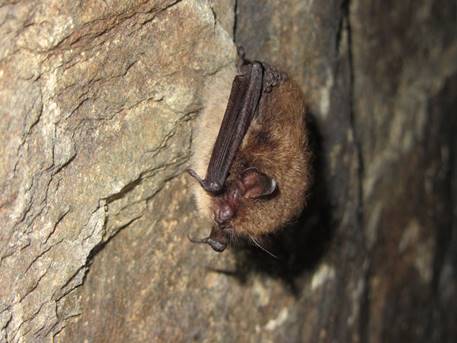 Découverte des chauves-souris