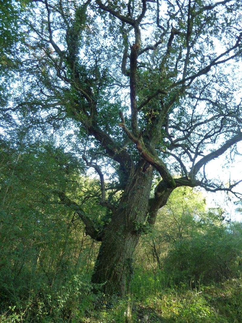 24 - Boucle des deux rivières - Marçais