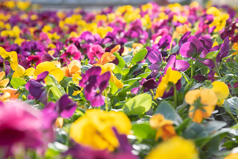 Je créé mon jardin condimentaire, Châteauroux - photo 2