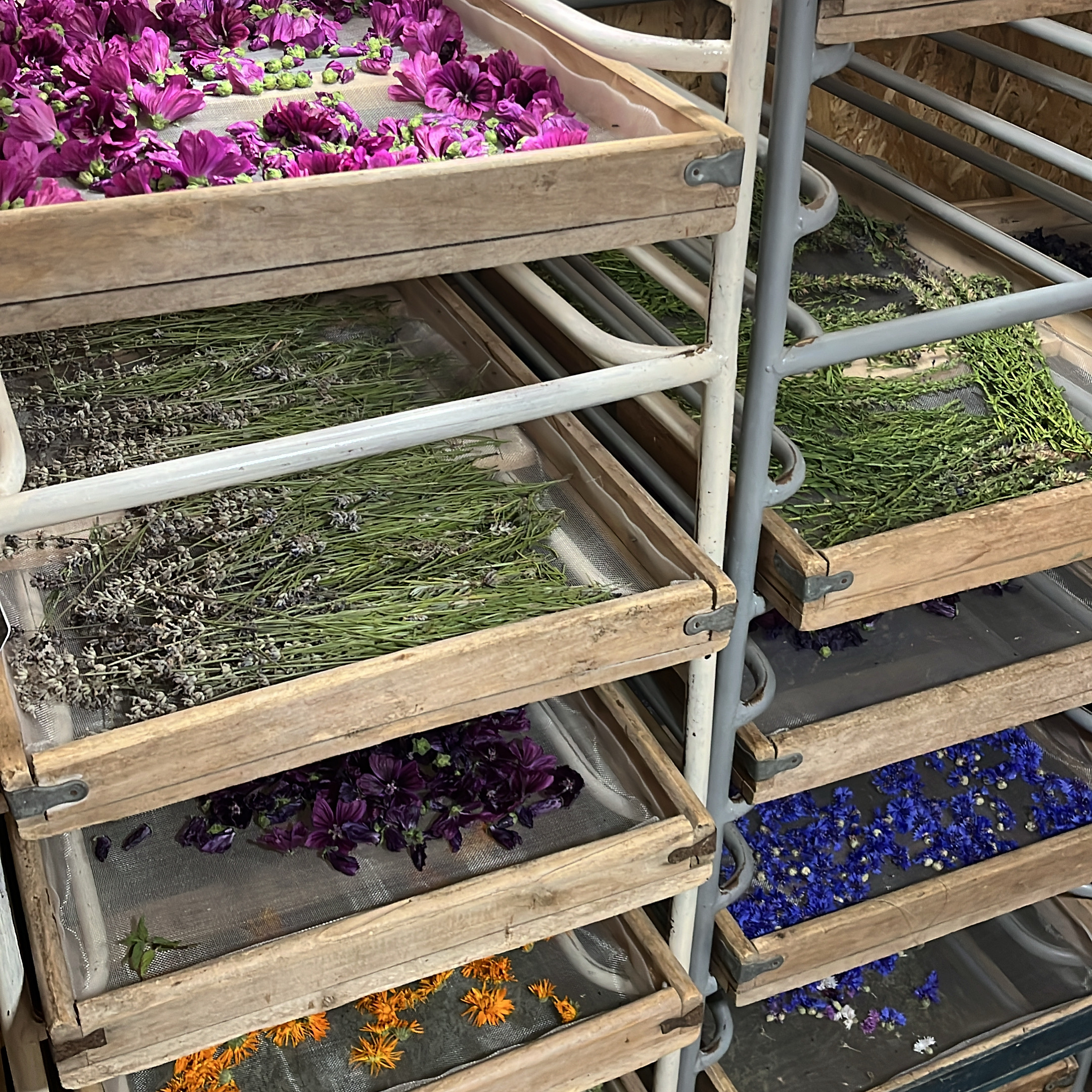 Laeti'tes plantes Buissonnières — photo 3
