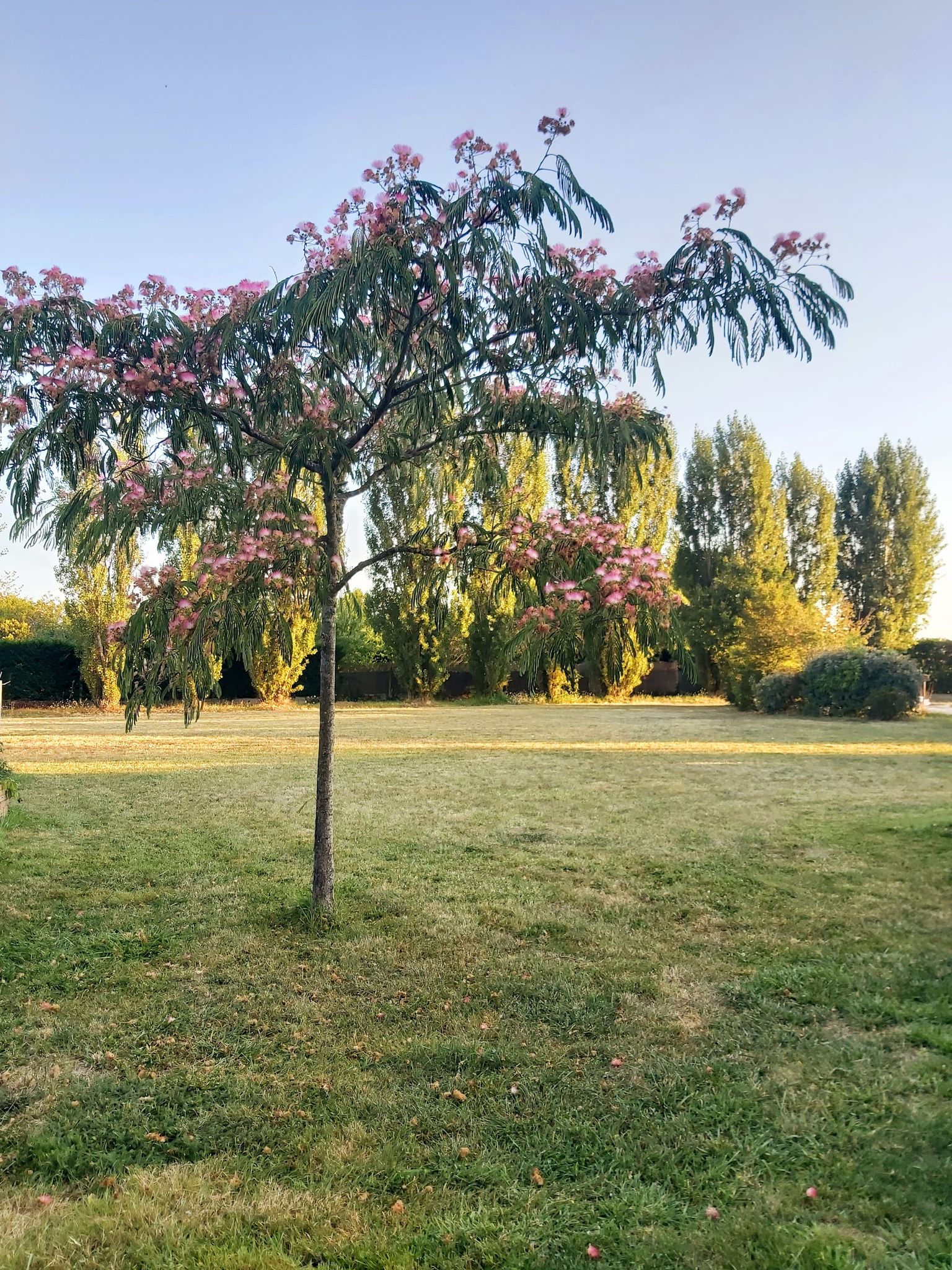 L'Amalia, Sambin - photo 21