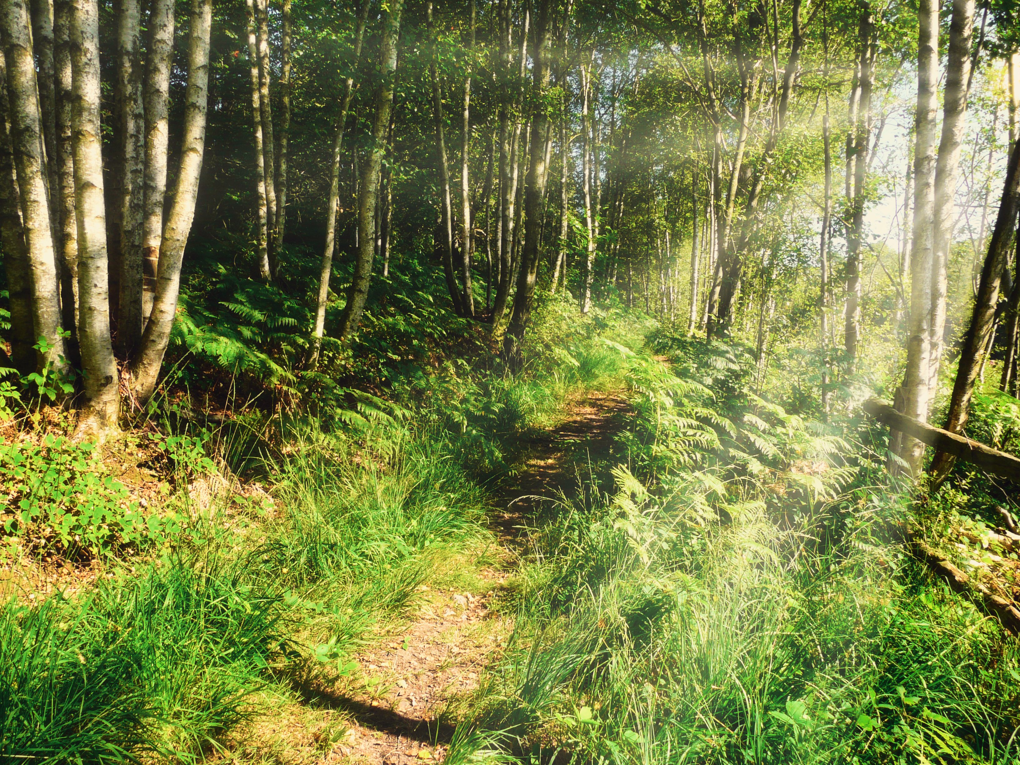La Tourbière des Froux, Manou
