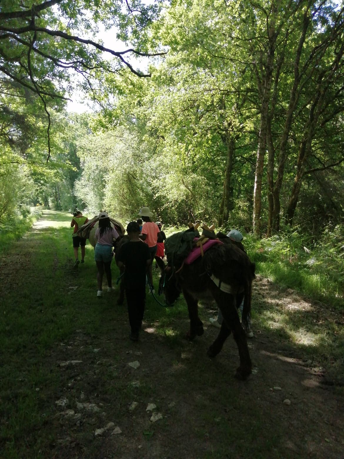 Balades et randonnées avec un âne  France Centre-Val de Loire Loiret Ingrannes 45450