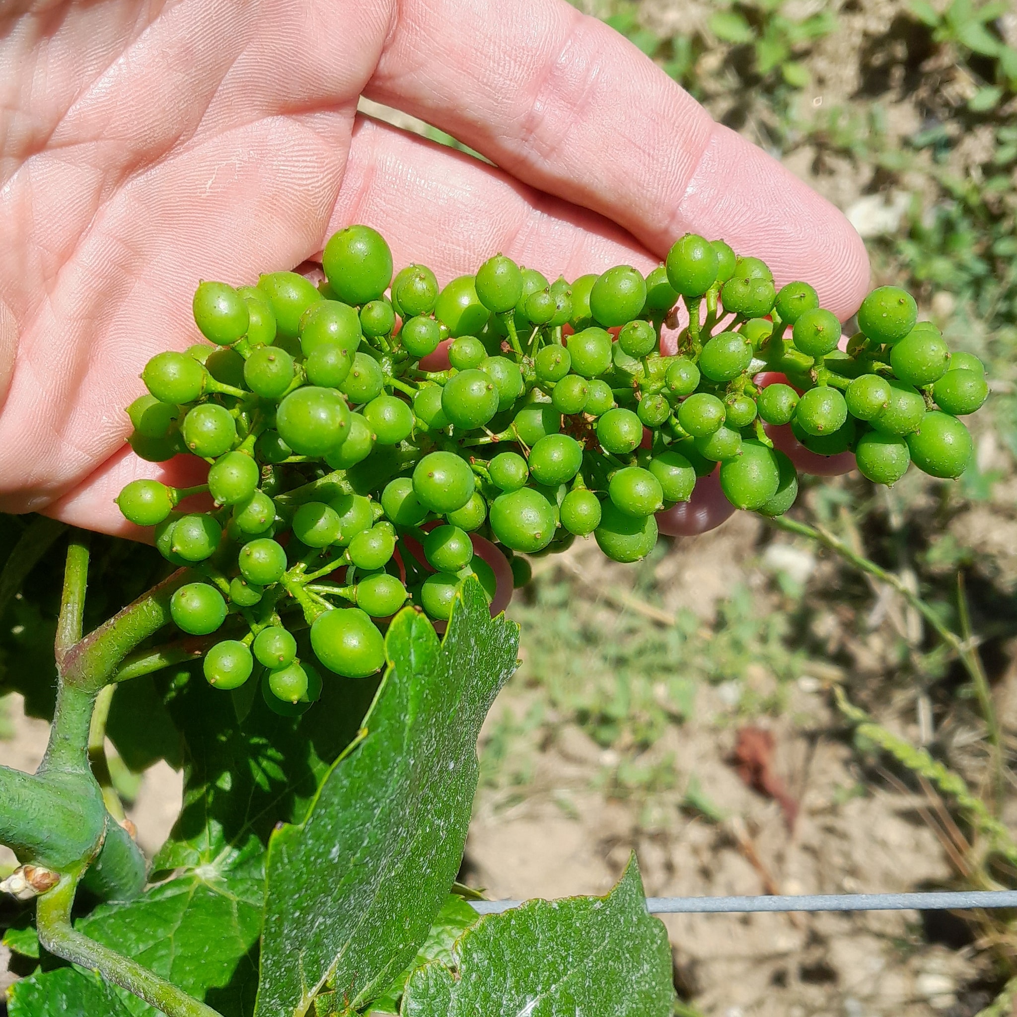 Domaine du Coudray — photo 3