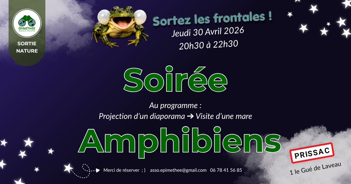 Soirée amphibiens — visuel événement