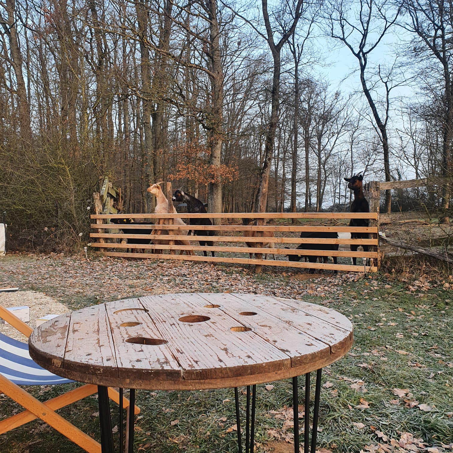 Graine de tiny, Girolles - photo 2