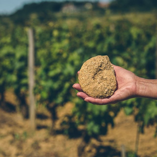 Domaine Chavet — photo 3