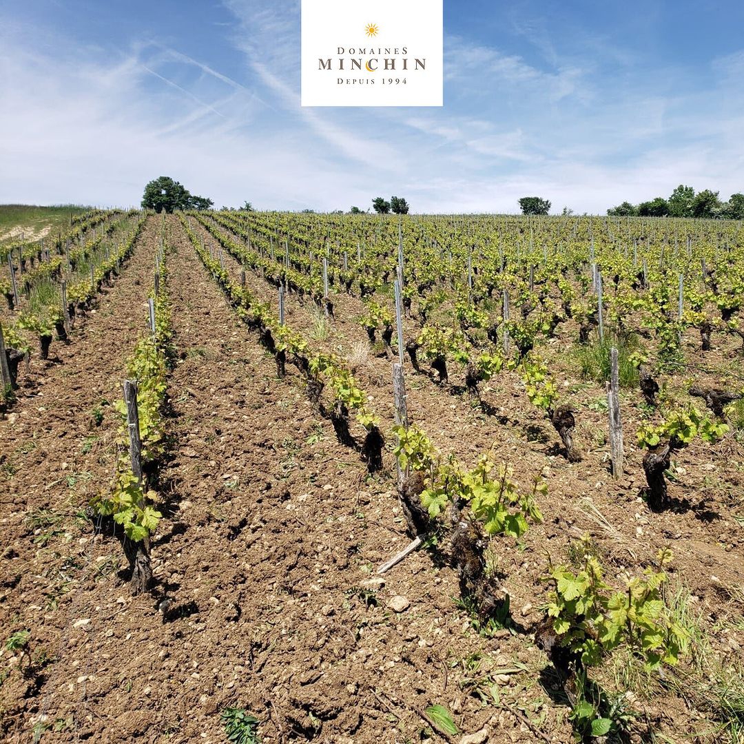 Domaines Minchin - Menetou-Salon et Valençay