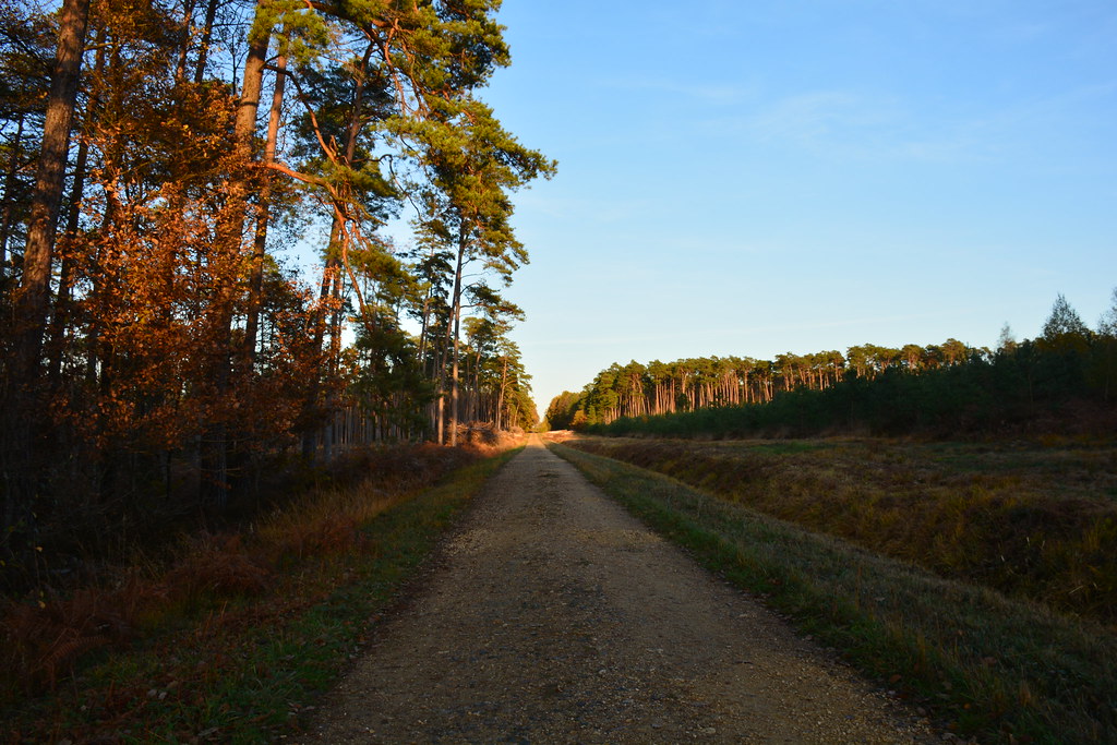 Sentier nature - Saint-Benoit la Forêt, au cœur de la forêt de Chinon