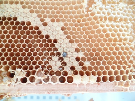 Le monde des abeilles©