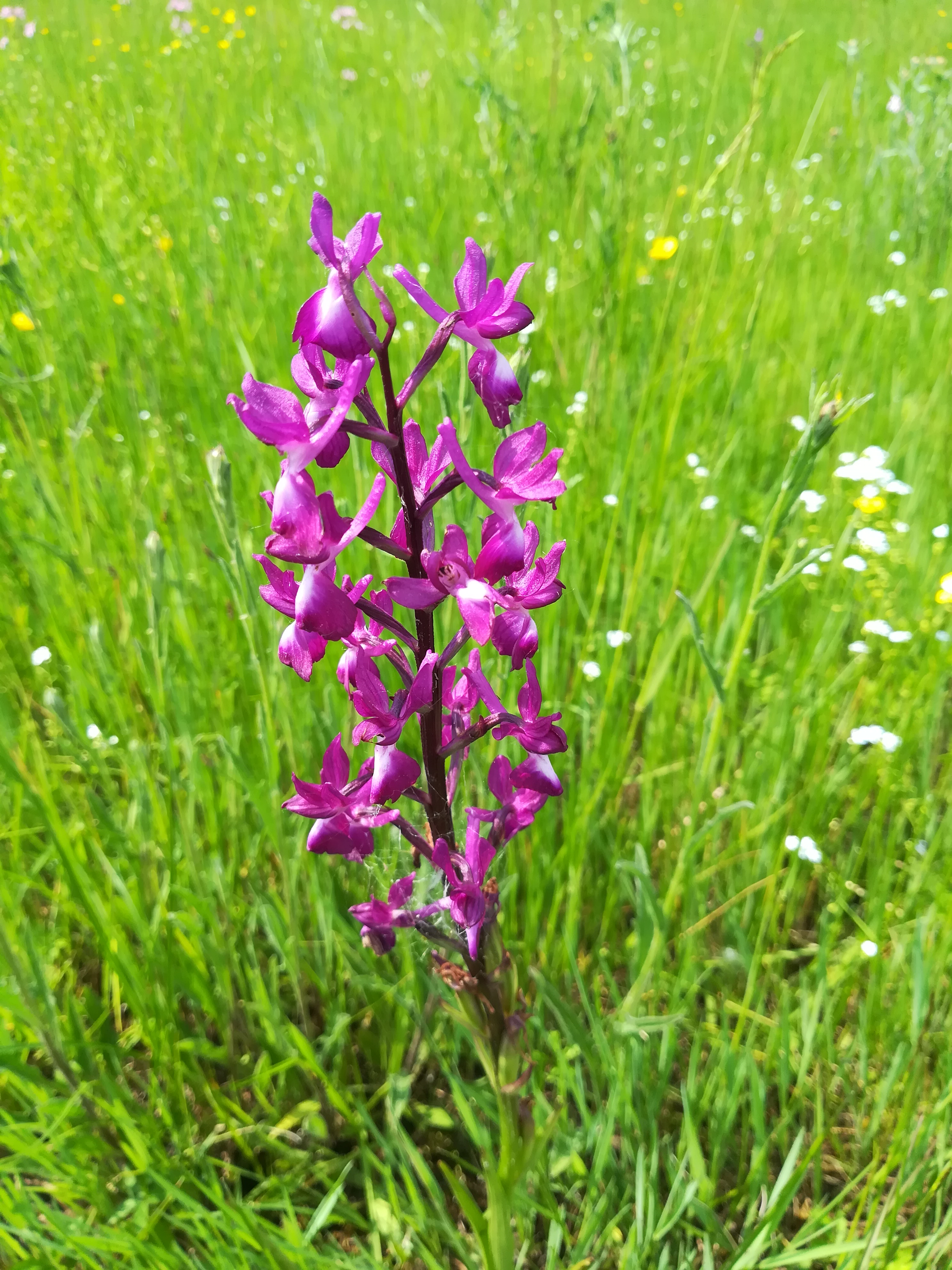Prairies du Fouzon - Conservatoire d'espaces naturels Centre-Val de Loire, Couffy