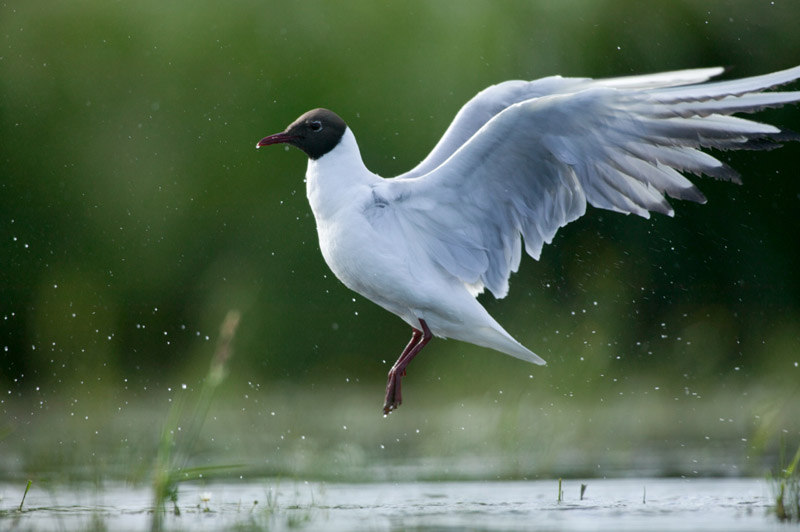 Balade à pied n°52 - Les étangs au fil des bouchures