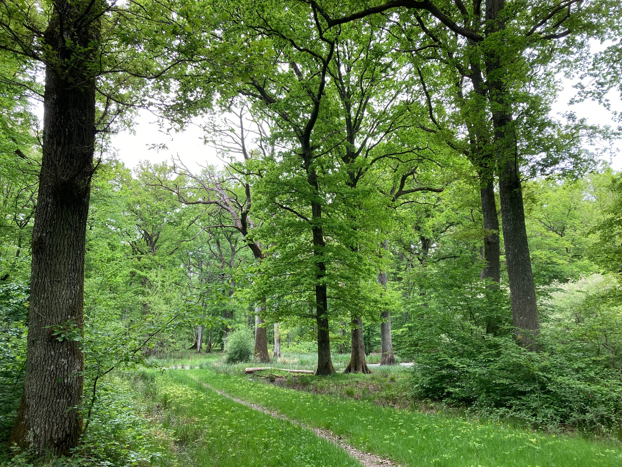 Balade du Chêne de l'Évangile