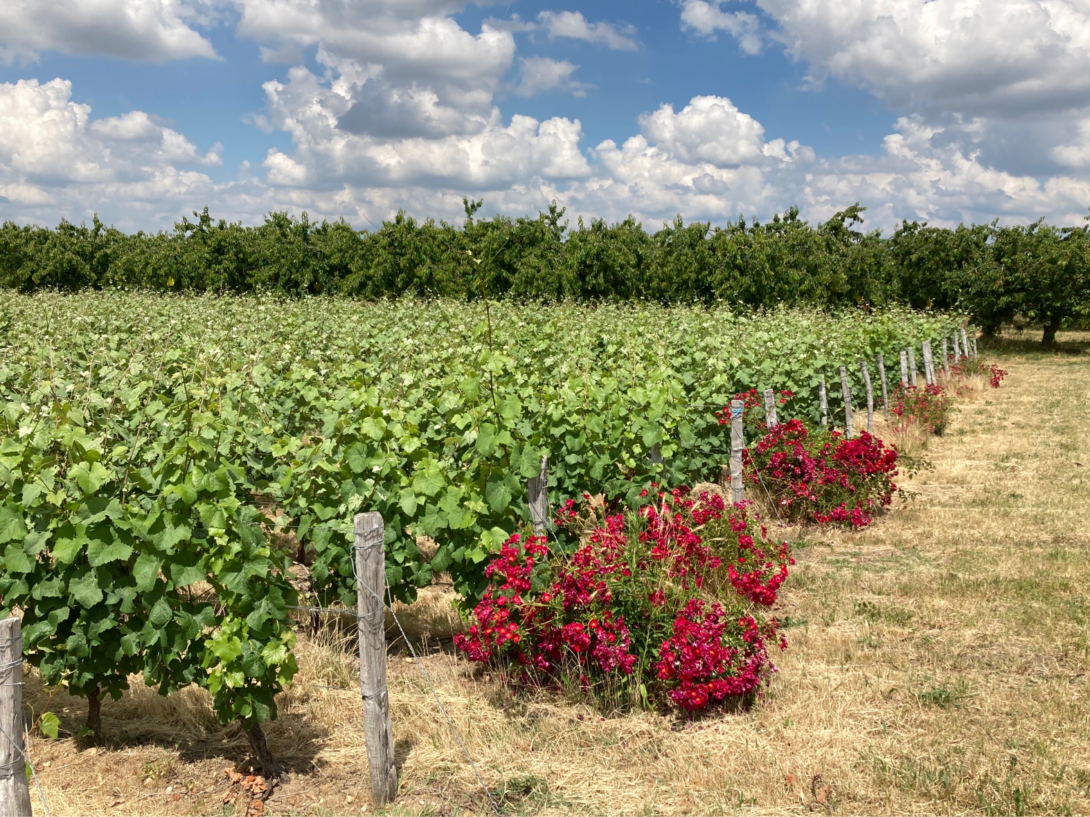 Du Val du Loiret, Saint-Hilaire-Saint-Mesmin - photo 3
