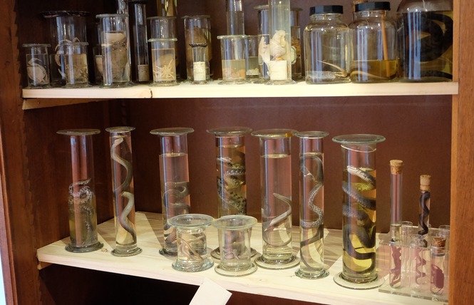 Le Cabinet des curiosités, Montoire-sur-le-Loir