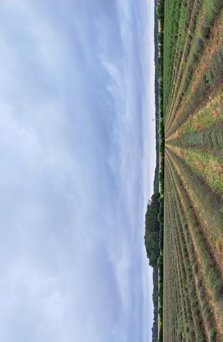 Les Aromatiques du Berry, Neuvy-Pailloux - photo 3