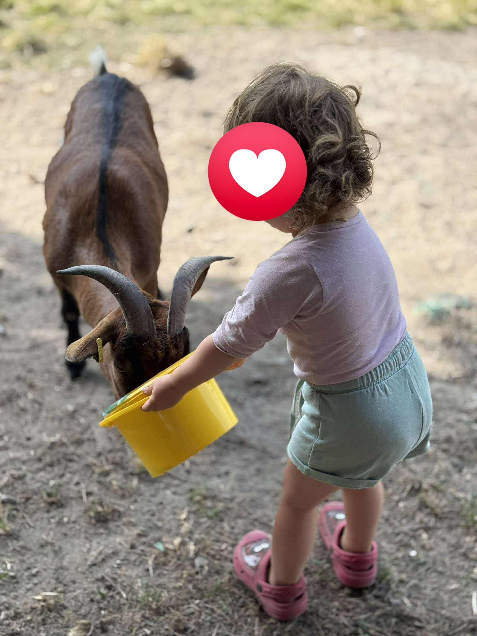 La p'tite ferme d'Helmas, Ennordres - photo 3