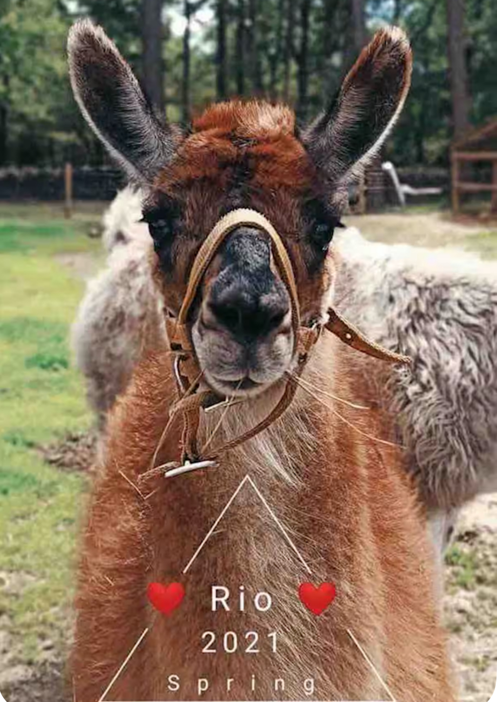 Le Perchoir, Châtenoy - photo 10