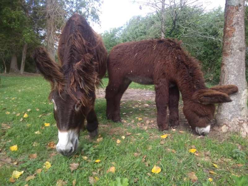 Savonnerie l'Or d'Anesses, Villentrois-Faverolles-en-Berry - photo 3