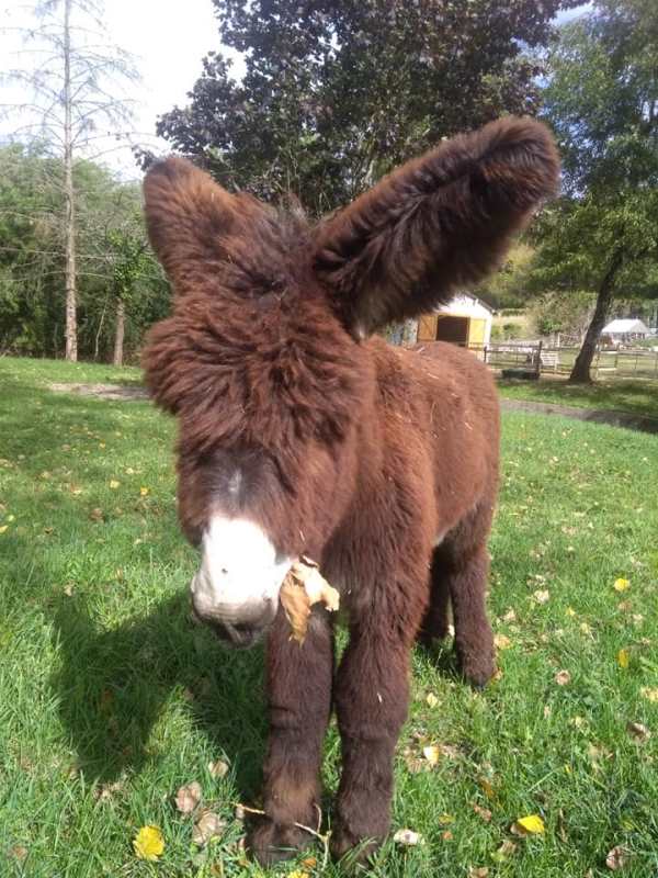 Savonnerie l'Or d'Anesses, Villentrois-Faverolles-en-Berry - photo 2