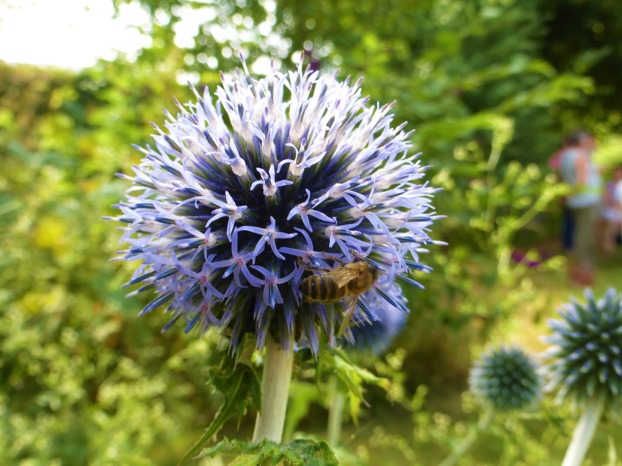 Bienvenue dans mon jardin au naturel : L'Oasis Inspire