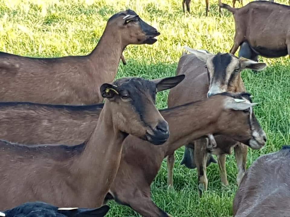 Fromagerie Boutard - vente de fromages à la ferme