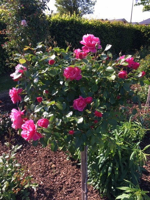 Jardin à thèmes, Quiers-sur-Bezonde - photo 2