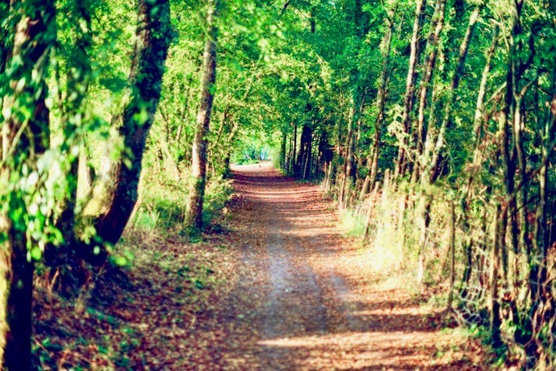 Au grand menasson, Sainte-Maure-de-Touraine - photo 6