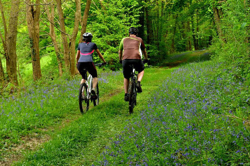 Le bois de Condeau