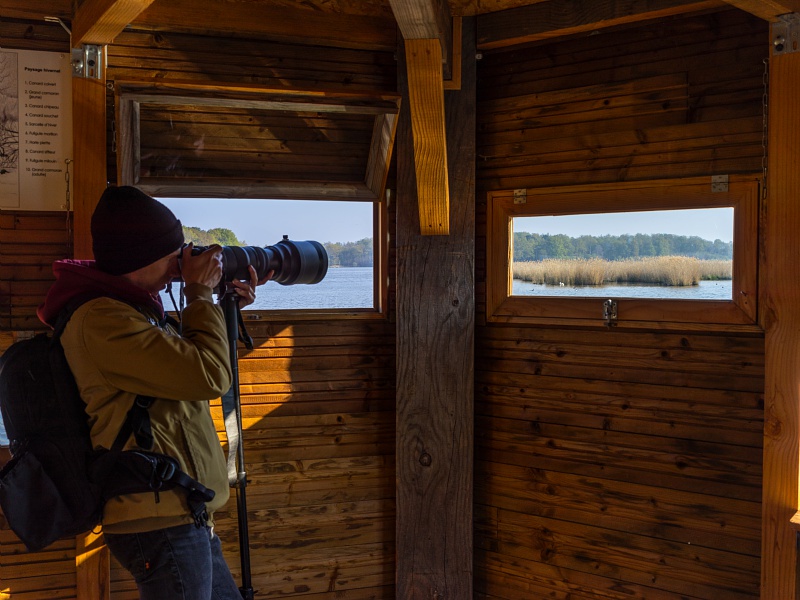 Soirée de projection « Le sanglier" de Laurent Charbonnier