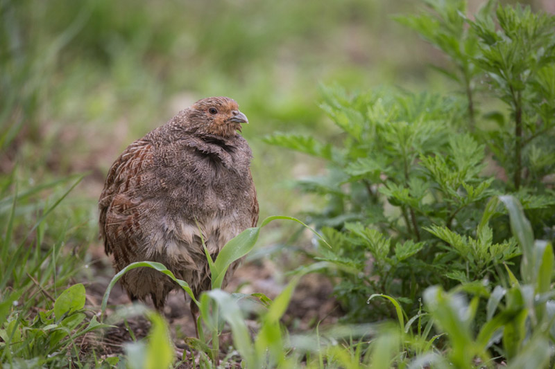 Balade à pied n°46 - Aux portes de la Touraine, Obterre - photo 3