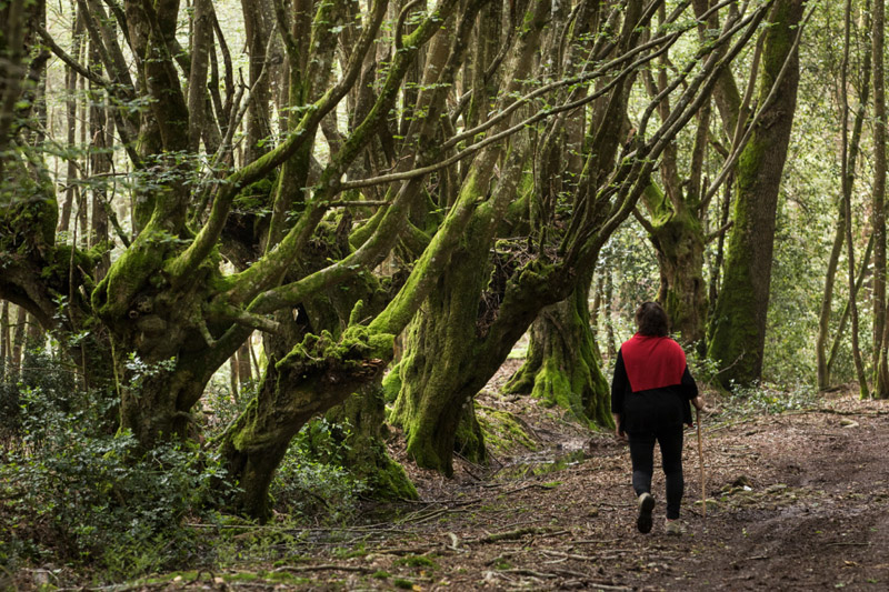 Balade à pied n°21 - Du parc à la forêt, Azay-le-Ferron - photo 5