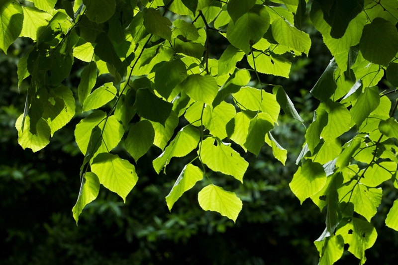 Balade à pied n°9 - Le château et ses demoiselles, Azay-le-Ferron - photo 6
