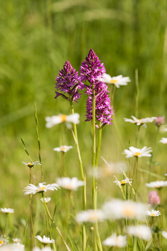 Balade à pied n°48 - Une église romane entre Boischaut et Brenne, Paulnay