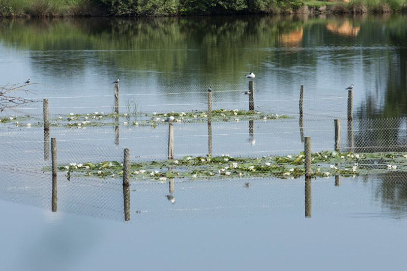 Balade à pied n°5 - D'un étang à l'autre - photo 4