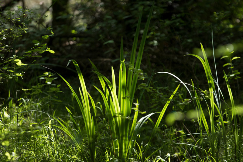 Balade à pied n°16 - Loup y es-tu ?