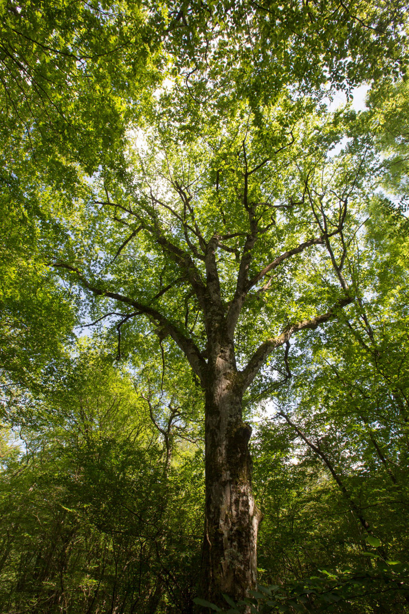 Balade à pied n°16 - Loup y es-tu ?, Luzeret