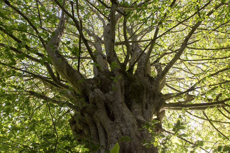 Balade à pied n°50 - Au long de la Sonne, Prissac - photo 2