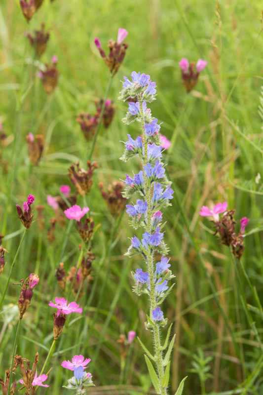 Balade à pied n°52 - Les étangs au fil des bouchures, Rosnay - photo 3