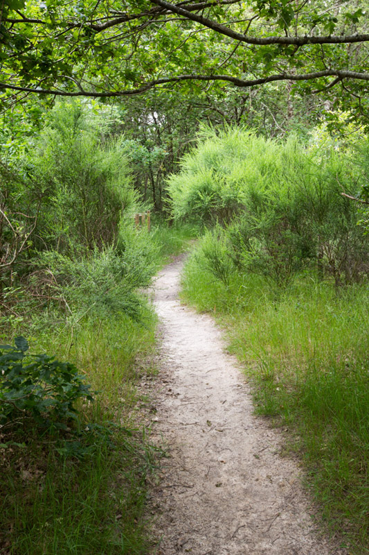 Balade à pied n°2 - Rencontre avec les paysages de Brenne, Rosnay - photo 3