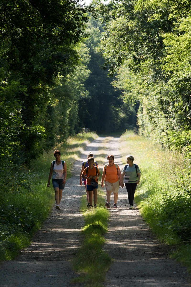 Balade à pied n°30 - Par les sentiers boisés, Ingrandes - photo 5